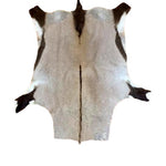 FULL HIDE - Gemsbok - Trophy Room Collection 
