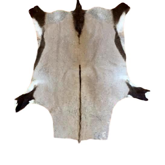 FULL HIDE - Gemsbok - Trophy Room Collection 