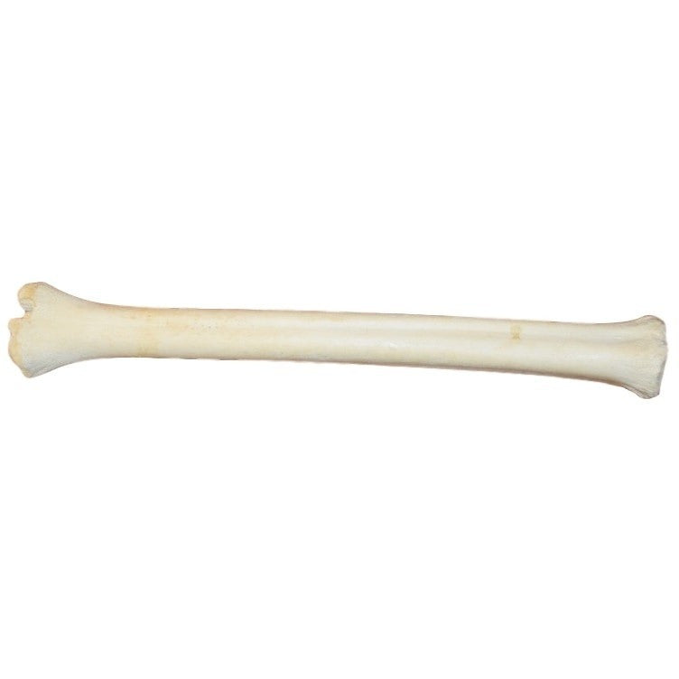 Giraffe Bone - Trophy Room Collection 