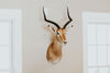 SHOULDER MOUNT - Impala Trophy 1 - Trophy Room Collection 