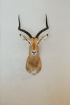 SHOULDER MOUNT - Impala Trophy 1 - Trophy Room Collection 