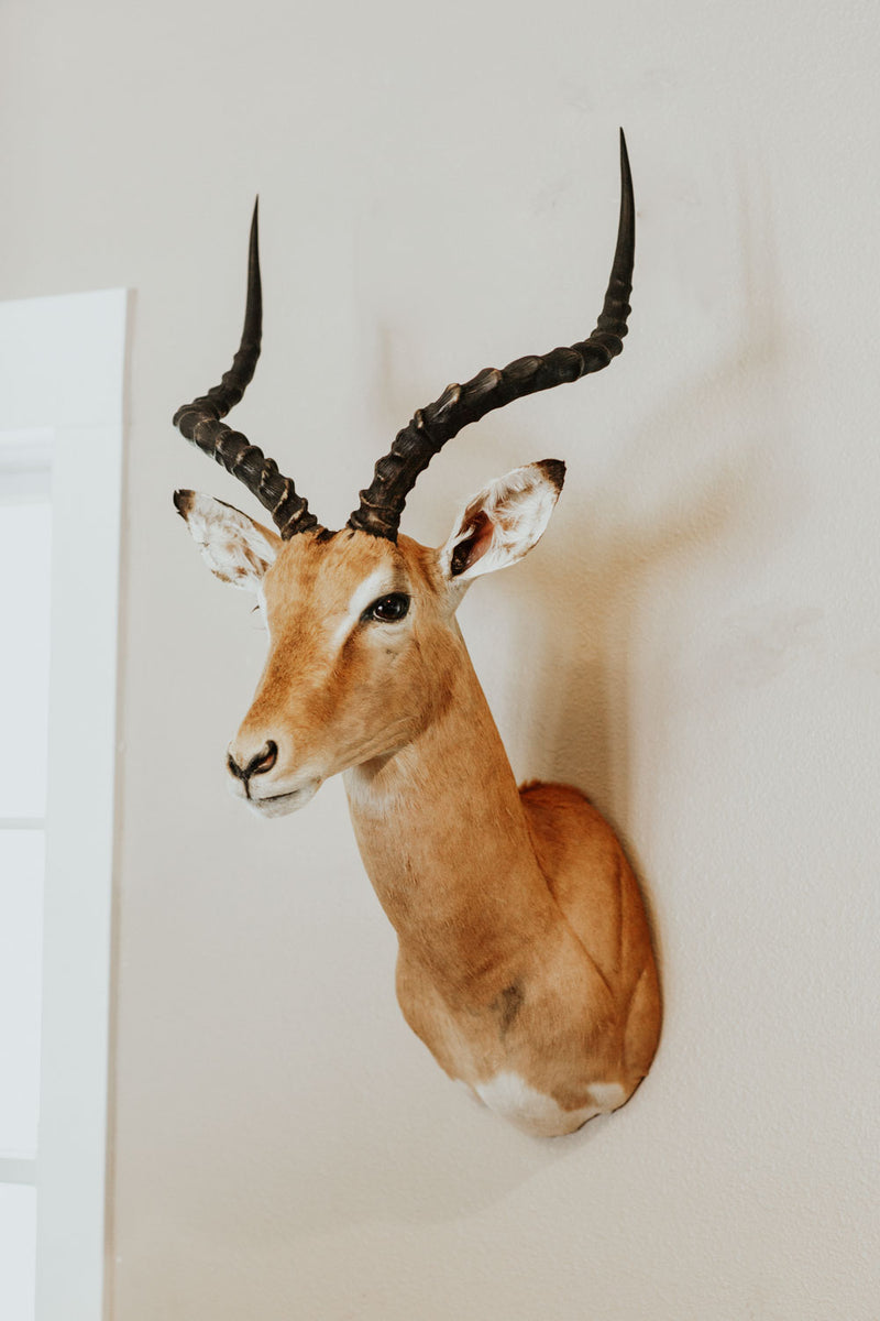 SHOULDER MOUNT - Impala Trophy 1 - Trophy Room Collection 