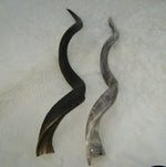 Natural Kudu Horn - Trophy Room Collection 