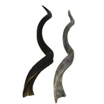 Natural Kudu Horn - Trophy Room Collection 