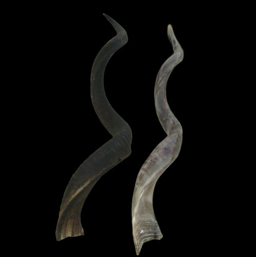 Natural Kudu Horn - Trophy Room Collection 
