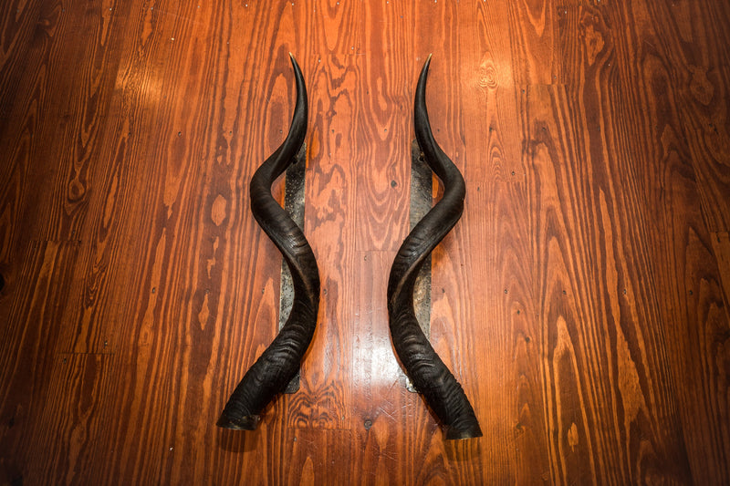 KUDU HORN Door Handle - 24" or 30" - Trophy Room Collection 