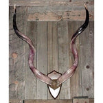 Kudu Horn Mount - Trophy Room Collection 