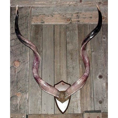 Kudu Horn Mount - Trophy Room Collection 