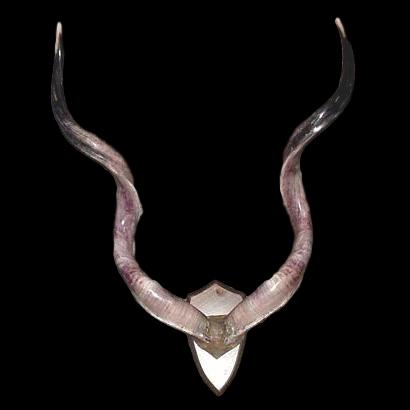 Kudu Horn Mount - Trophy Room Collection 