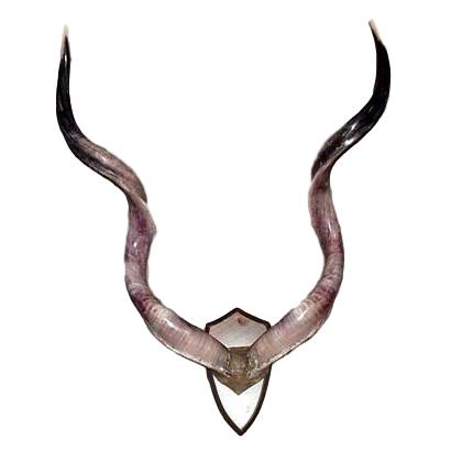 Kudu Horn Mount - Trophy Room Collection 