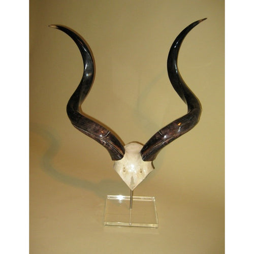 Kudu Skull Plate - Trophy Room Collection 