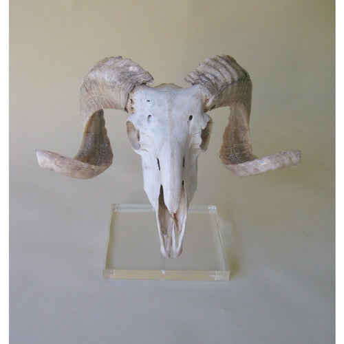Mounted Marino Ram Skull - Trophy Room Collection 