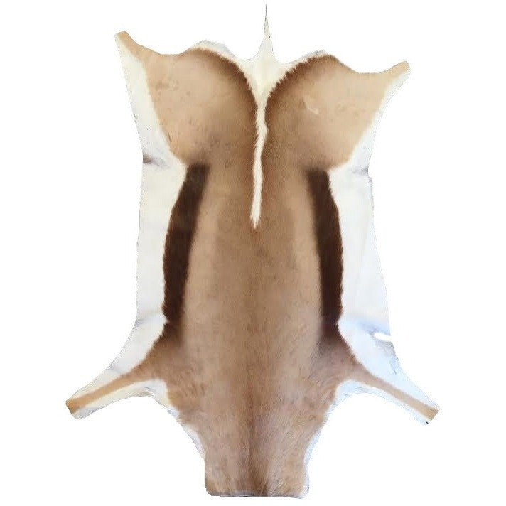 FULL HIDE - Springbok (Natural) - Trophy Room Collection 