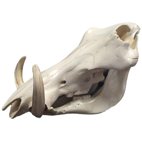 Genuine warthog skull - Trophy Room Collection 