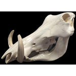 Genuine warthog skull - Trophy Room Collection 