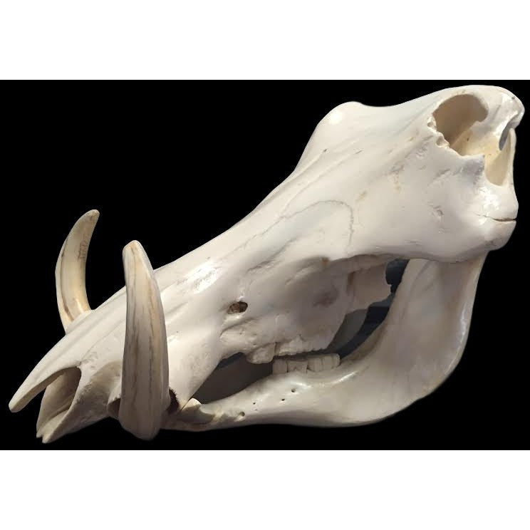 Genuine warthog skull - Trophy Room Collection 