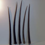 Gemsbok - Natural Loose Horn - Trophy Room Collection 