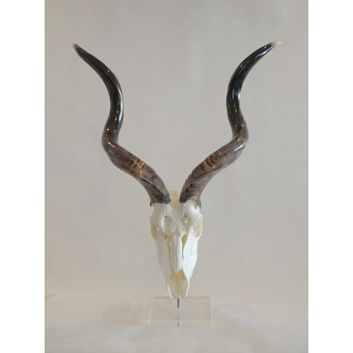 Polished Kudu Full Scull - Trophy Room Collection 
