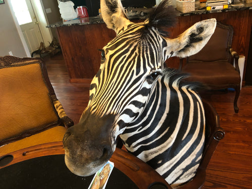 SH-1_SHOULDER MOUNT - Zebra Trophy - Trophy Room Collection 