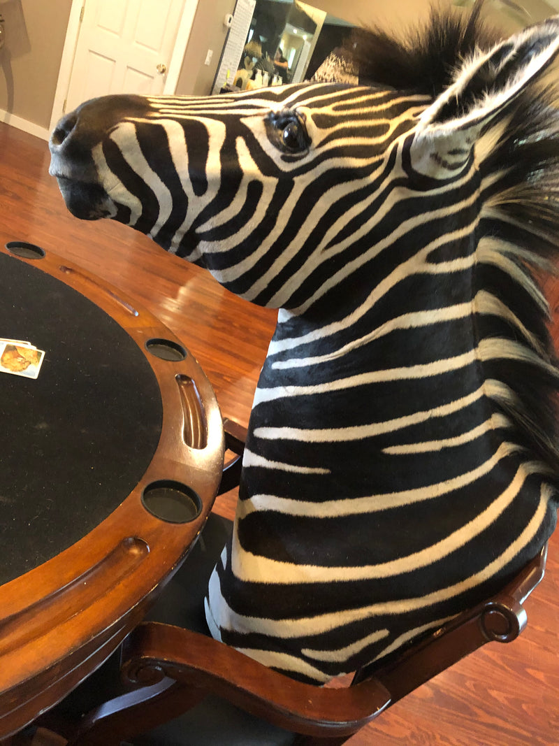 SH-2_SHOULDER MOUNT - Zebra Trophy - Trophy Room Collection 