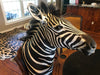 SH-2_SHOULDER MOUNT - Zebra Trophy - Trophy Room Collection 