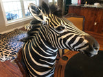 SH-2_SHOULDER MOUNT - Zebra Trophy - Trophy Room Collection 