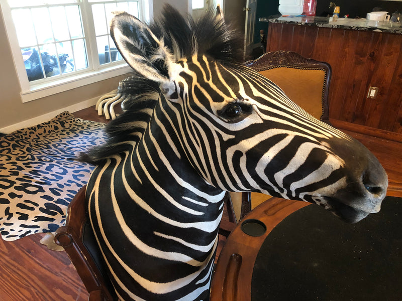 SH-2_SHOULDER MOUNT - Zebra Trophy - Trophy Room Collection 