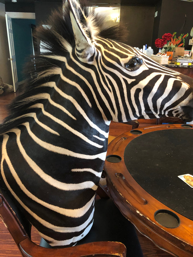 SH-2_SHOULDER MOUNT - Zebra Trophy - Trophy Room Collection 