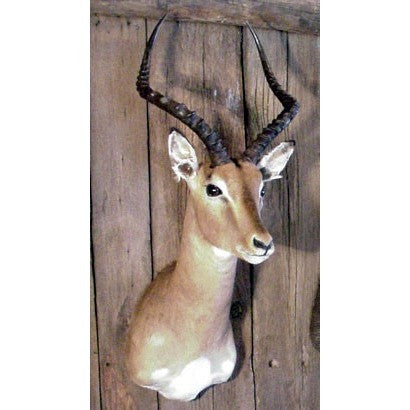 SHOULDER MOUNT -IMPALA TROPHY - Trophy Room Collection 