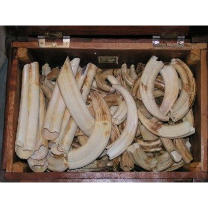 Hippo Ivory- Natural Per Pound - Trophy Room Collection 