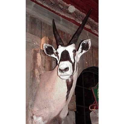 SHOULDER MOUNT -GEMSBOK TROPHY - Trophy Room Collection 