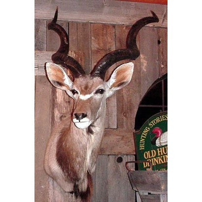SHOULDER MOUNT - Kudu Trophy - Trophy Room Collection 
