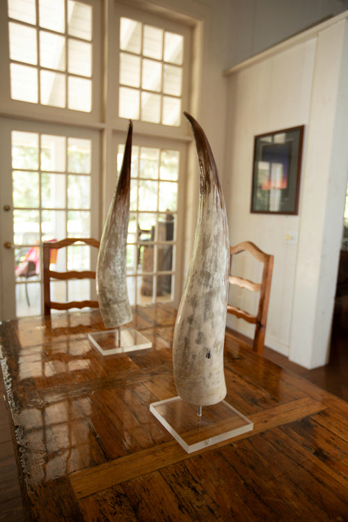 Watusi Horn On Acrylic Base - Upright (pair) - Trophy Room Collection 