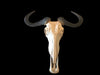 Natural Wildebeest Horn Mount - Trophy Room Collection 
