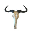 Natural Wildebeest Horn Mount - Trophy Room Collection 