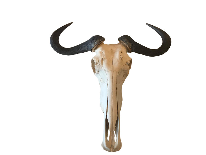 Natural Wildebeest Horn Mount - Trophy Room Collection 