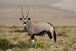 Gemsbok - Natural Loose Horn - Trophy Room Collection 
