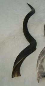 Natural Kudu - Loose Horn - Trophy Room Collection 