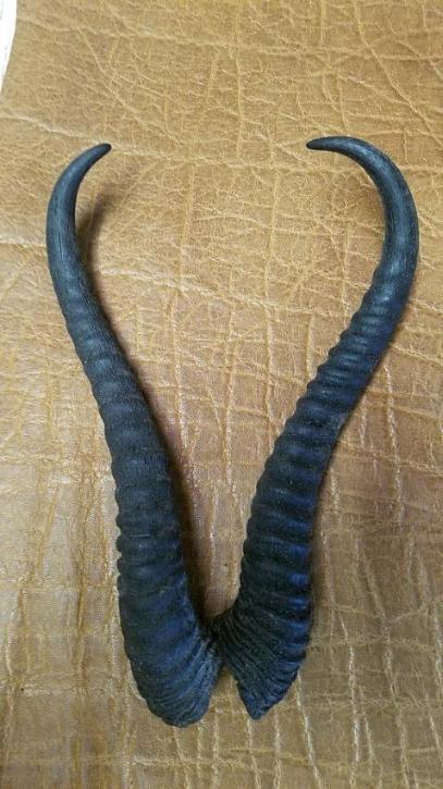 Springbok  - Natural Loose Horns - Trophy Room Collection 