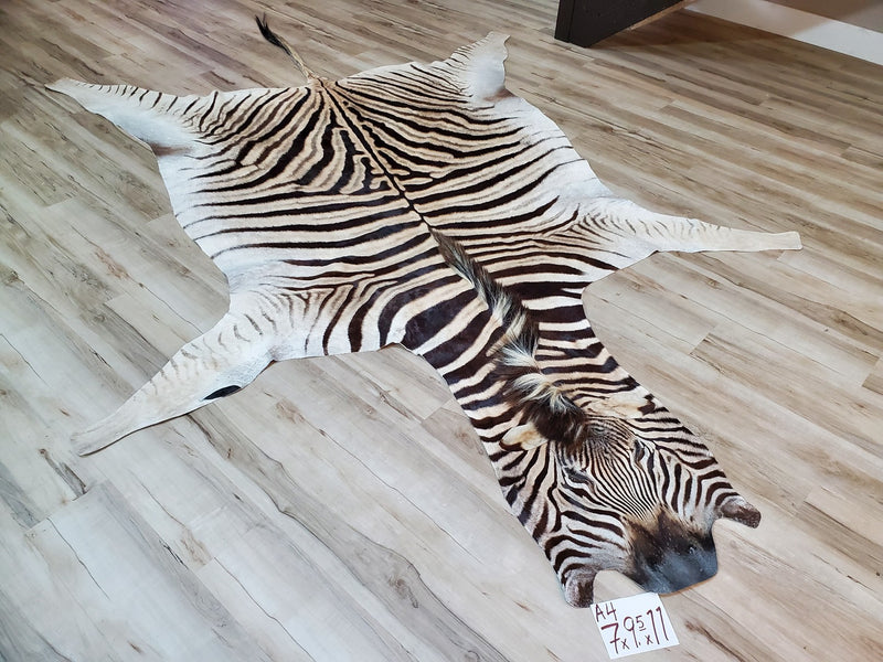 A Grade Zebra Skin Rug- A4